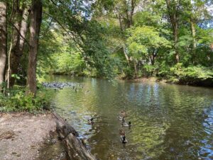 Die Sonne scheint, so we rode our bikes! 🚴‍♀️🚴☀️ 11.7km / 7.25mi along the Isar and then back via Glockenbachviertal and the Wiese. @ Munich, Germany