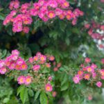 Sunday lunch in Westpark! The Rosengarten is in full bloom. 🌹❤️ Steckerlfisch and Schweinhaxen on offer today… 🍻(2021 Biergarten Count: 8)