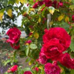 Sunday lunch in Westpark! The Rosengarten is in full bloom. 🌹❤️ Steckerlfisch and Schweinhaxen on offer today… 🍻(2021 Biergarten Count: 8)