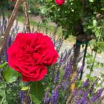 Sunday lunch in Westpark! The Rosengarten is in full bloom. 🌹❤️ Steckerlfisch and Schweinhaxen on offer today… 🍻(2021 Biergarten Count: 8)
