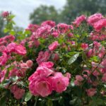Sunday lunch in Westpark! The Rosengarten is in full bloom. 🌹❤️ Steckerlfisch and Schweinhaxen on offer today… 🍻(2021 Biergarten Count: 8)
