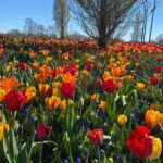 Thank you @tulip_bicycle_tour for an unforgettable Easter touring beautiful Lisse and the surrounding flower fields! The intensity of the colour and the fragrance is like nothing I’ve ever experienced. Feeling very fortunate to be here… 🌷💐🚴‍♀️😍 #tulipbicycletour