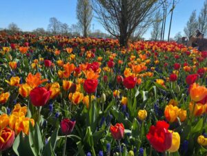 Thank you @tulip_bicycle_tour for an unforgettable Easter touring beautiful Lisse and the surrounding flower fields! The intensity of the colour and the fragrance is like nothing I’ve ever experienced. Feeling very fortunate to be here… 🌷💐🚴‍♀️😍 #tulipbicycletour