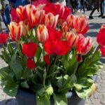 Amsterdam in the Spring! Canals and churches and cheese and tulips… ⛪️🧀🌷