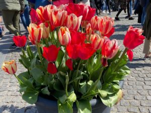 Amsterdam in the Spring! Canals and churches and cheese and tulips… ⛪️🧀🌷