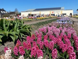 Thank you @tulip_bicycle_tour for an unforgettable Easter touring beautiful Lisse and the surrounding flower fields! The intensity of the colour and the fragrance is like nothing I’ve ever experienced. Feeling very fortunate to be here… 🌷💐🚴‍♀️😍 #tulipbicycletour