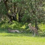 Sun, sea, and kangaroos. There are worse places to be.