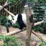 At RiverSafari - Giant Panda encounter! My choc custard panda bao was delicious. 🐼❤️ @ River Safari