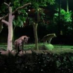 River Safari + Night Safari = pandas and manatees and boat rides and monkeys and fruit bats and hyenas and more... @ River Safari