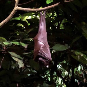River Safari + Night Safari = pandas and manatees and boat rides and monkeys and fruit bats and hyenas and more... @ River Safari