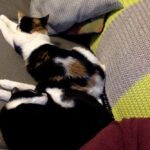 SOMETHING WEIRD IS HAPPENING. My cats are sitting next to each other on the couch voluntarily. No hissing, no growling. Now they're actually touching! How in the world? Apparently in addition to being the world's greatest housesitter, Kelly Vincent is also some sort of Cat Whisperer. 😻