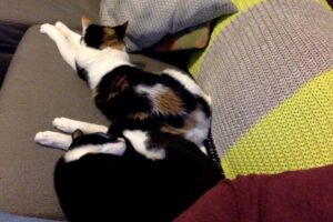 SOMETHING WEIRD IS HAPPENING. My cats are sitting next to each other on the couch voluntarily. No hissing, no growling. Now they're actually touching! How in the world? Apparently in addition to being the world's greatest housesitter, Kelly Vincent is also some sort of Cat Whisperer. 😻