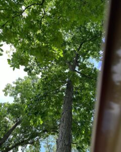 Me: I wish you had a hammock. Dad: I do! Ten minutes later… Me: Not the right type of hammock. 😂 On the plus side, the view from my nylon coffin is really quite lovely.