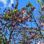 Did you know Sydney has a cherry blossom festival? We went out to the @auburnbotanicgardens today to see the blossoms, eat chicken katsu sandos from @kenchancurry.au, and watch @hellokitty sing karaoke. 🌸🎋🇯🇵🇦🇺 #cherryblossomfestival