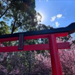 Did you know Sydney has a cherry blossom festival? We went out to the @auburnbotanicgardens today to see the blossoms, eat chicken katsu sandos from @kenchancurry.au, and watch @hellokitty sing karaoke. 🌸🎋🇯🇵🇦🇺 #cherryblossomfestival
