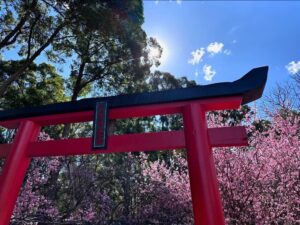 Did you know Sydney has a cherry blossom festival? We went out to the @auburnbotanicgardens today to see the blossoms, eat chicken katsu sandos from @kenchancurry.au, and watch @hellokitty sing karaoke. 🌸🎋🇯🇵🇦🇺 #cherryblossomfestival