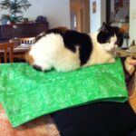 I sewed another skirt. It's green with robots on it. Dr. Amy obviously likes it.