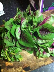 New veggie in the box tonight: amaranth. Treated it like spinach in scrambled eggs. Tasty and healthy!