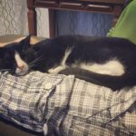 Unconditional love. (I swear he spends 50% of his waking hours on Rodd's lap.)