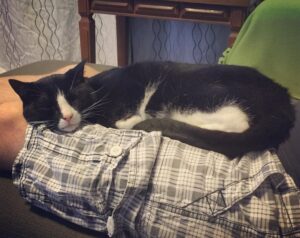 Unconditional love. (I swear he spends 50% of his waking hours on Rodd's lap.)