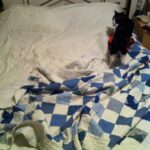 The bed was perfectly made in the morning. I walked in to find THIS. Luckily I caught the culprit red-handed...
