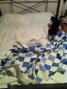 The bed was perfectly made in the morning. I walked in to find THIS. Luckily I caught the culprit red-handed...