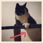 The cat tree has a hole between levels, and when Petey lies on it his little belly sinks into it! I never noticed before. So cute!