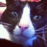 Who's a handsome boy!? http://instagr.am/p/iP-9v/