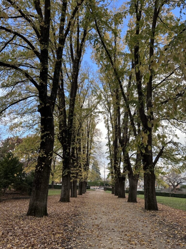 Avenue of elms, Cook Park, Orange