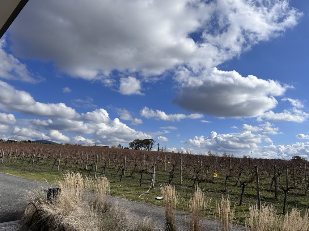 A view of fluffy clouds over a vineyard