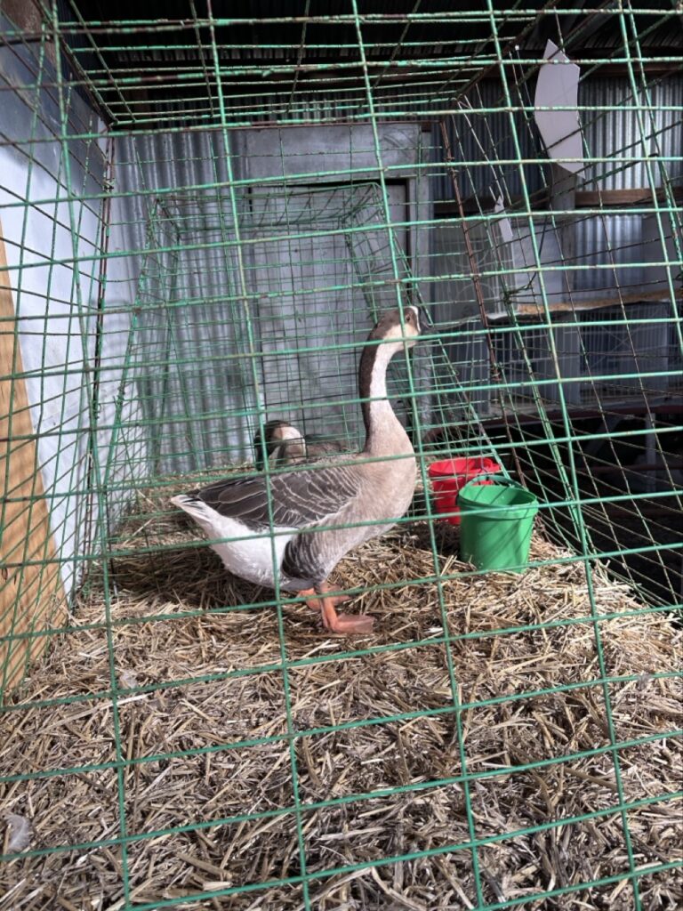 A rather large goose