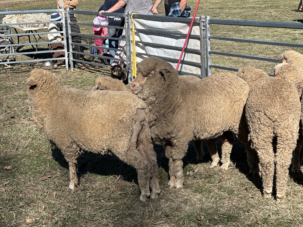 Sheep