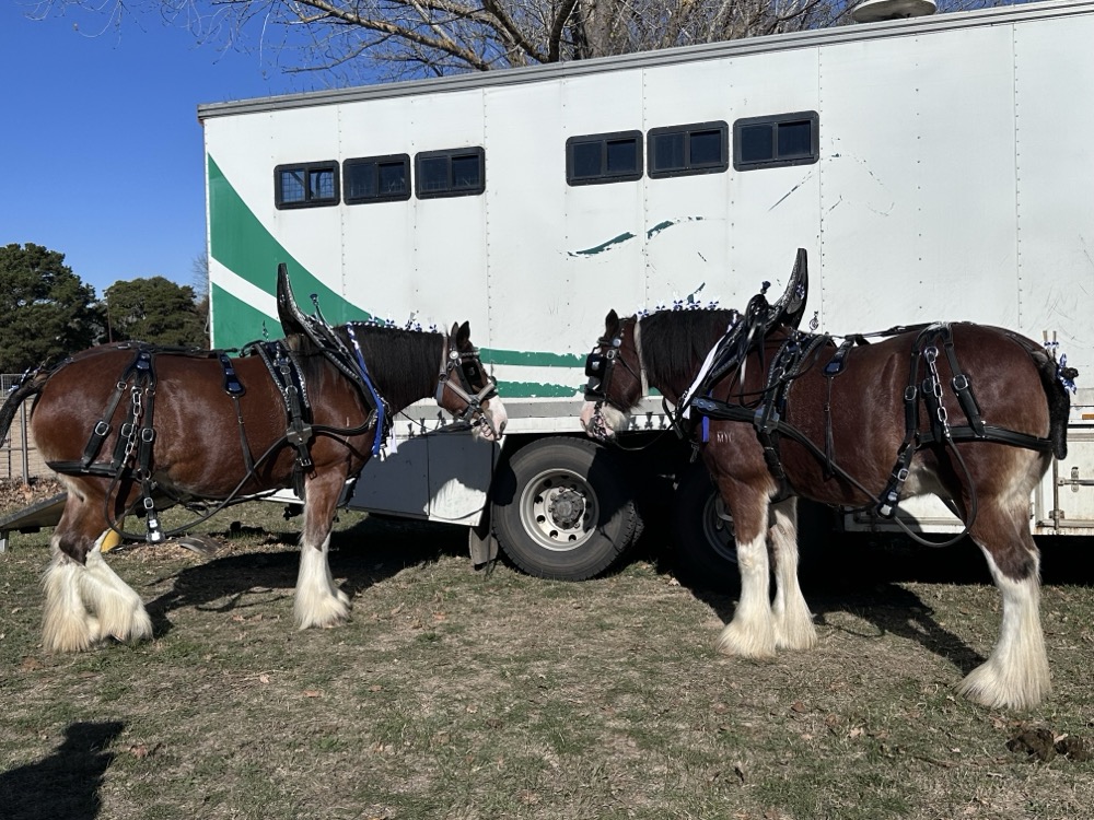 Clydesdale horses