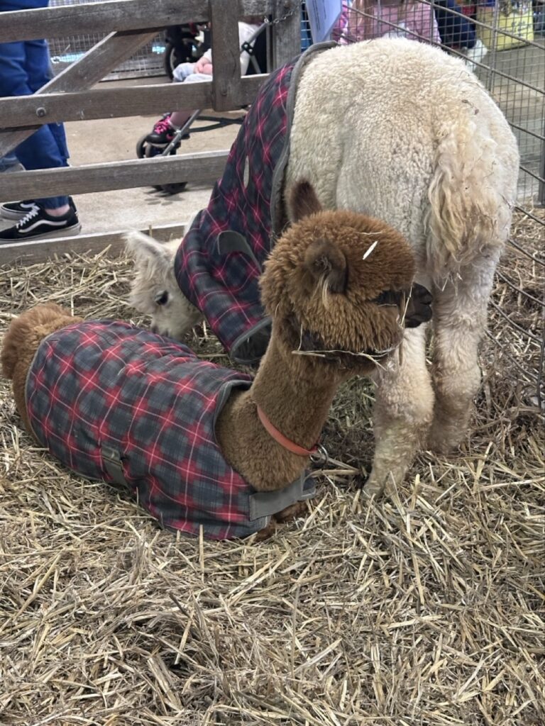 Alpacas
