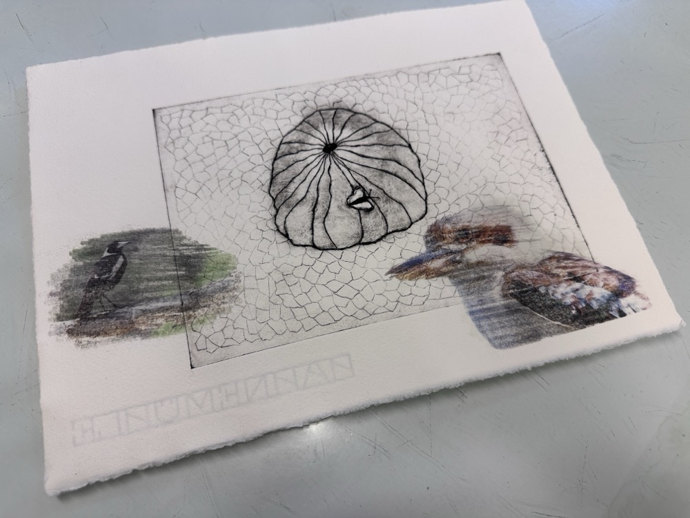 A print of a pumpkin with digital image transfers of a kookaburra and a magpie